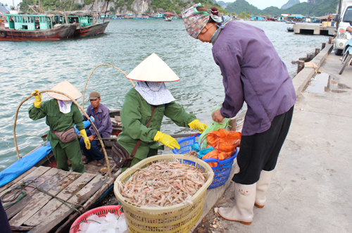 2014年前7个月广宁省水产产量达逾5 15万吨